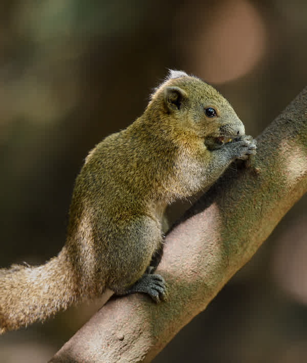 Squirrel or small gong, Small mammals native to the tropical forests - Squirrel or small gong, Small mammals native to the tropical forests at Thailand, Variable squirrel