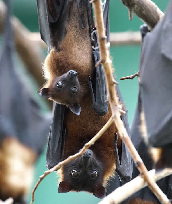 Close-Up Of Flying Foxes Hanging On Tree -                                