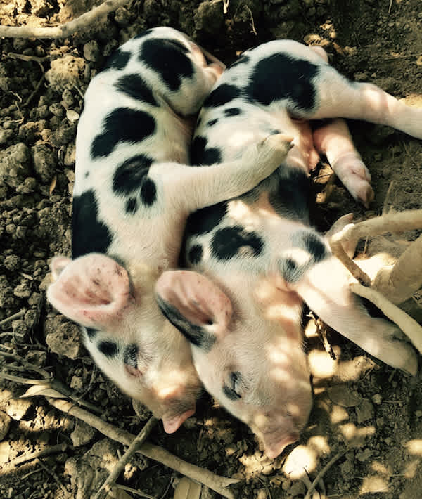 High Angle View Of Spotted Piglets Sleeping At Farm