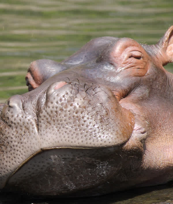 View Of Hippos In Water