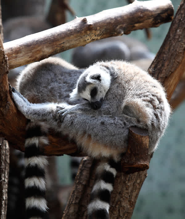 Lemur Sleeping On Branch - Sleeping Katta on a tree in the zoo