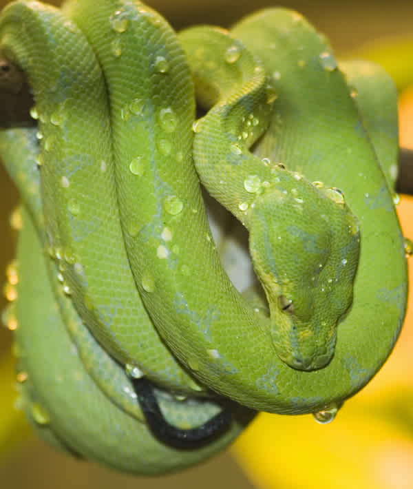 Green Tree Python At Toronto Zoo, Toronto, Ontario, Canada.
