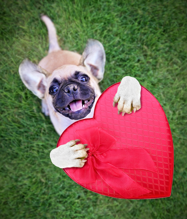 50 Adorable Puppies That Will Put A Smile On Your Face Mom Com