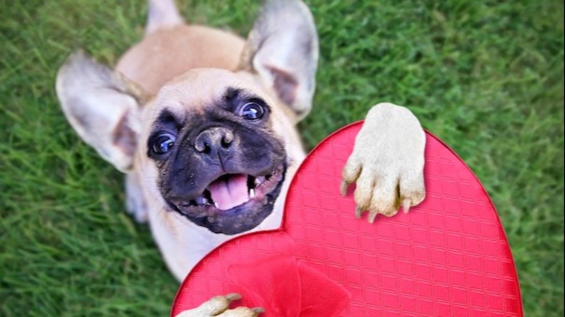 A Cute French Bulldog Tee Women's Image by Shutterstock A Cute French Bulldog Tee Women's Image by Shutterstock