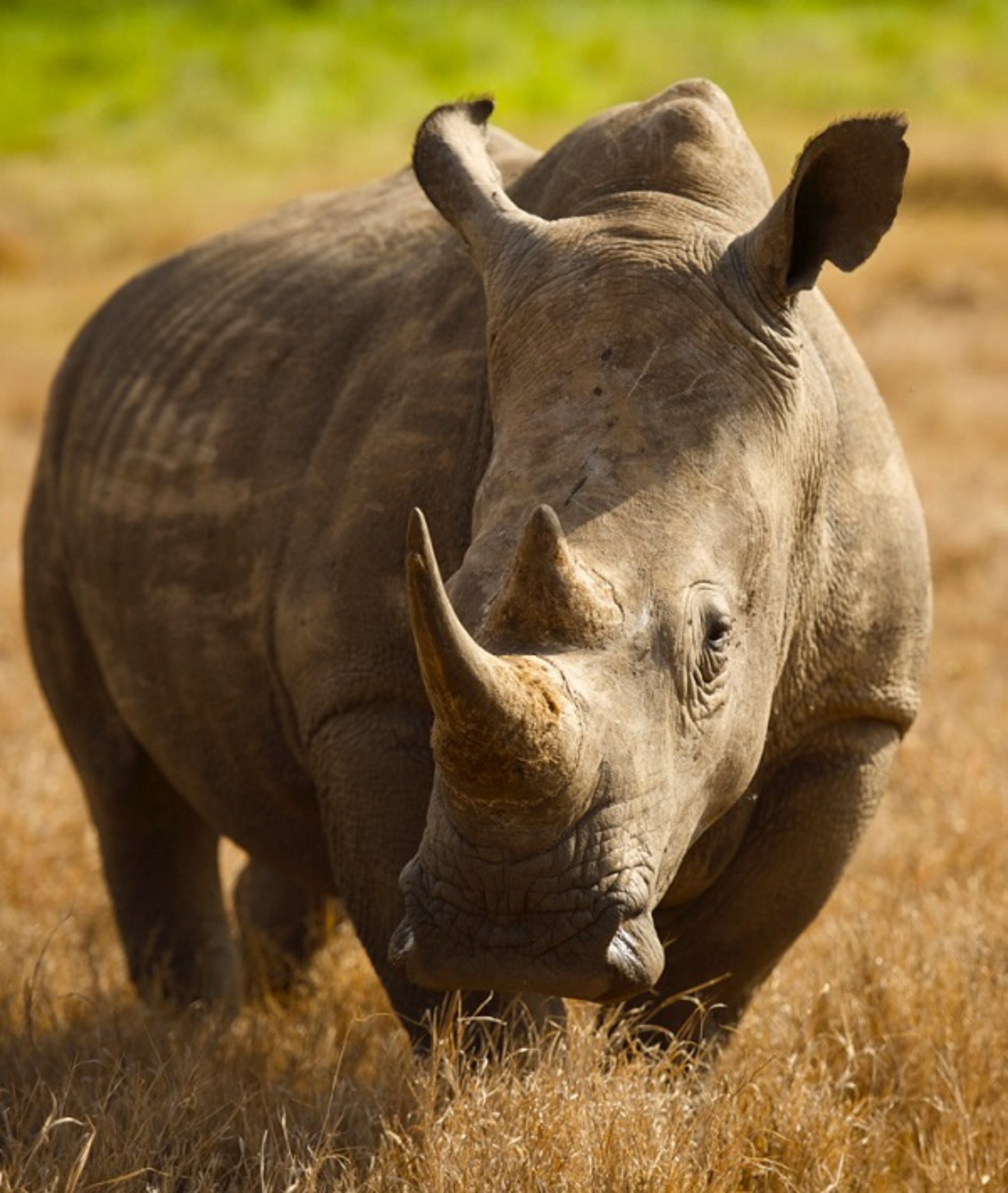 are rhinos extinct