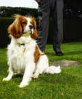 top-10-family-friendly-dogs3c - Cavalier king charles spaniel in the foreground and low section view of a man's legs in the background