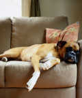 top-10-family-friendly-dogs6c - Boxer Lounging on Couch