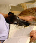 top-10-family-friendly-dogs11c - Woman in Bed with Book and Greyhound Dog