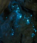 glowworm-caves
