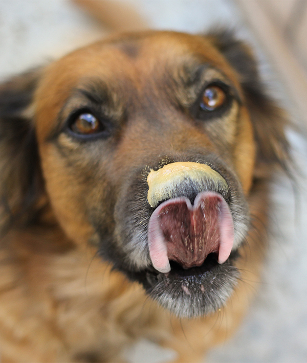 dog ate peanuts