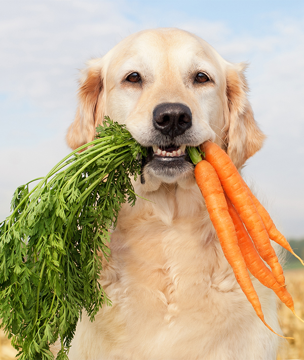 healthy food dogs can eat