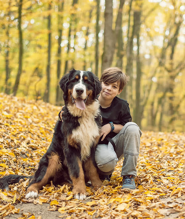 10 Large Dog Breeds That Are Gentle | Mom.com