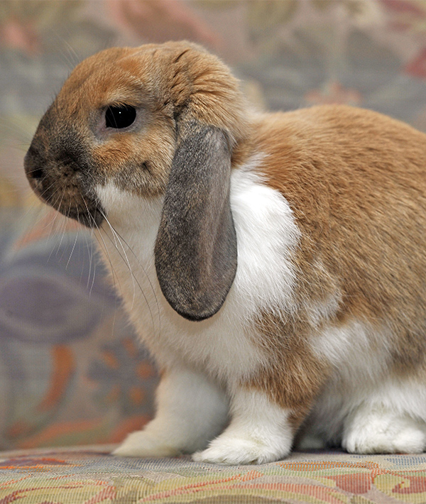 types of rabbits