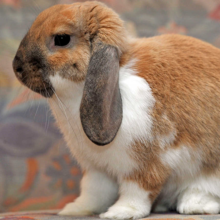 Brown Dwarf Rabbit