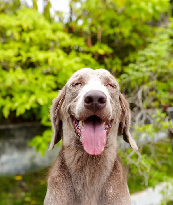 10 Ways To Improve Your Dog S Bad Breath Mom Com