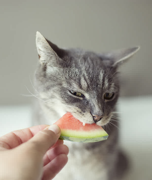 10 'People Foods' Cats Can Eat Too | Mom.com