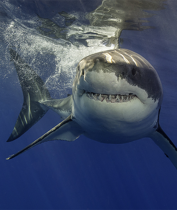 12 Most Powerful Bites in the Animal Kingdom