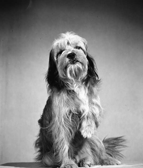 Famous Pets That Were Adopted From A Shelter Mom Com