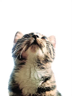 How Do I Remove Cat Odor From Hardwood Floors Mom Com