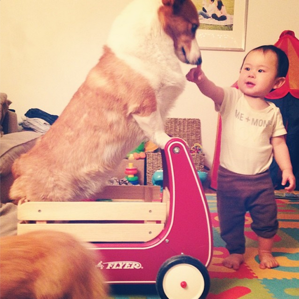 dogs are like toddlers