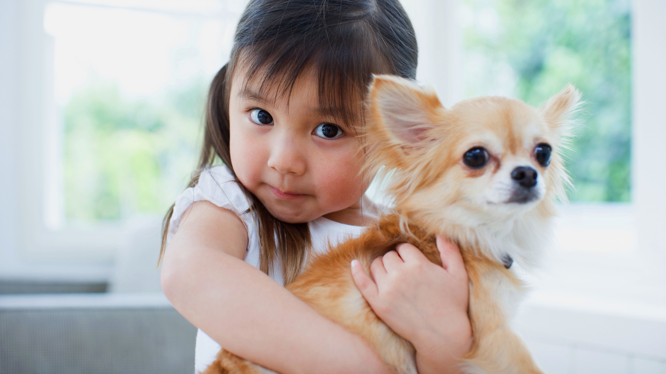 Can Stress Cause A Dog To Miscarry