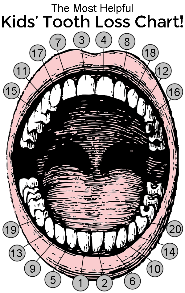 Teeth Falling Out Chart