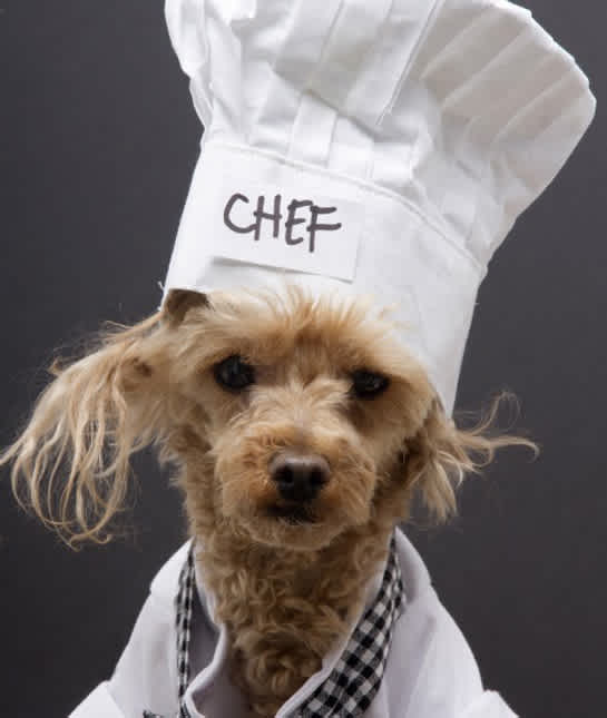 What Human Foods Can Dogs Eat Mom Com