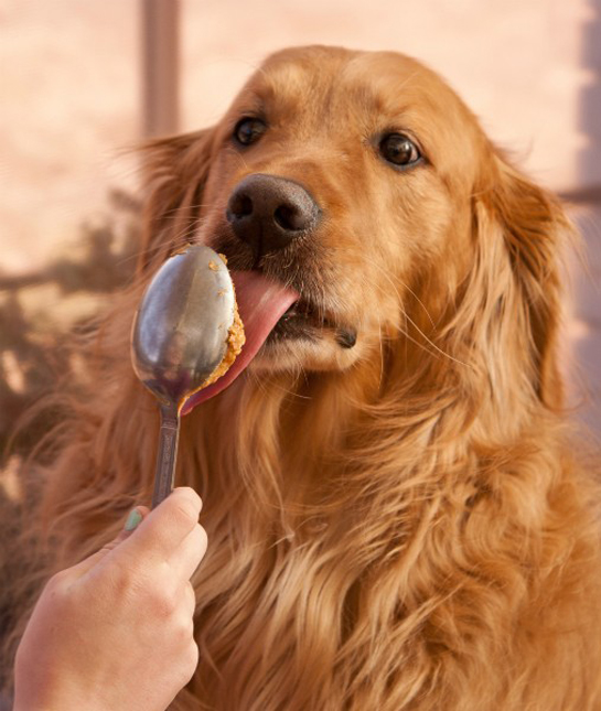 chunky peanut butter for dogs