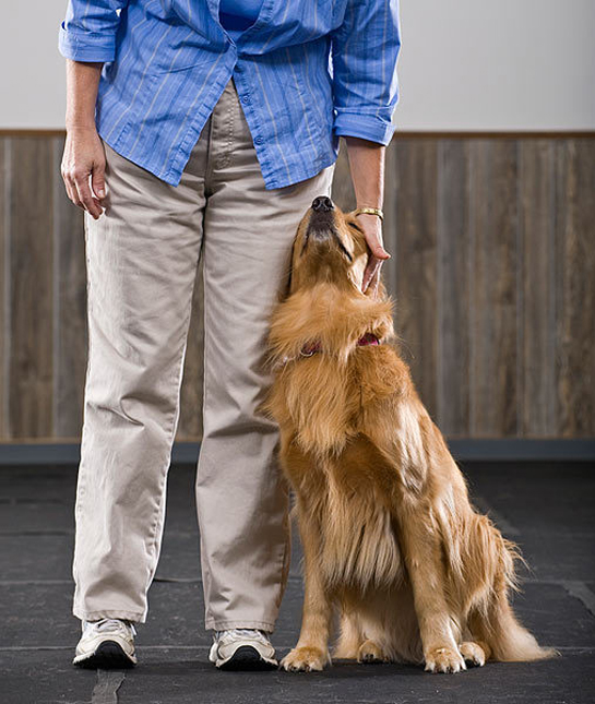 13 Ways Your Dog Shows Love