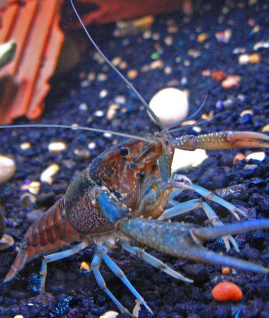 10 NonFish Aquarium Pets