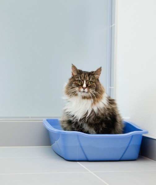 10 Expert Tips For Fighting Cat Odor in Your Home