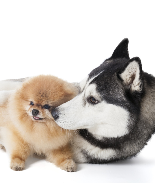 Spitz best sale dog breeds