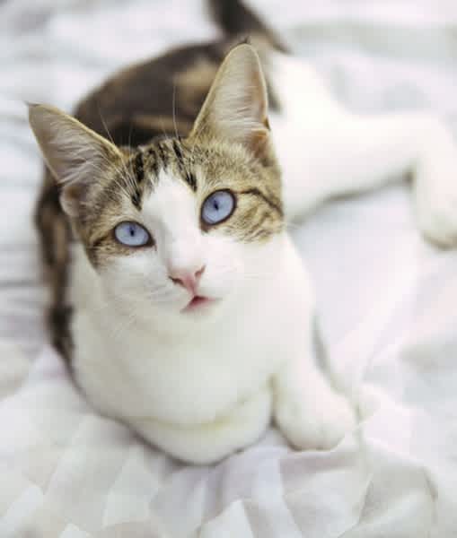 12 Surprising Home Cures For Your Cat S Hairballs Mom Com