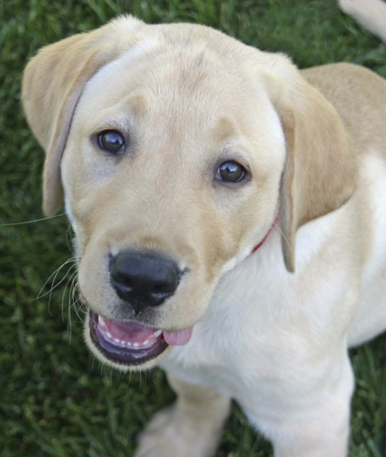 20 Most Popular Dog Breeds In America Mom Com