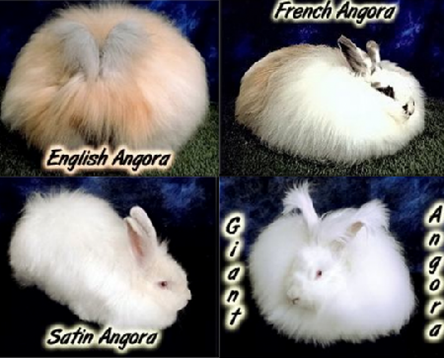 different types of angora rabbits