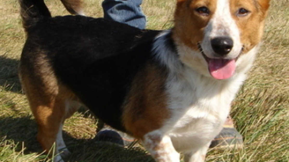 Beagle Sheltie Corgi Mix