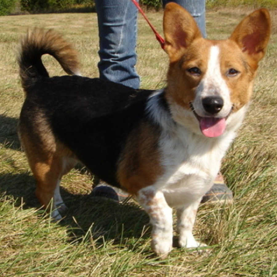 What Are Corgi Dogs Mixed With What Are Corgi Dogs Mixed With