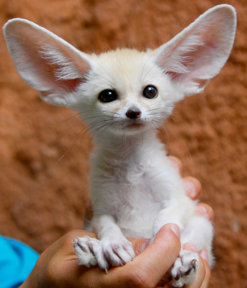 little dog with big ears