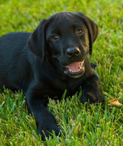 large black fluffy dog breeds
