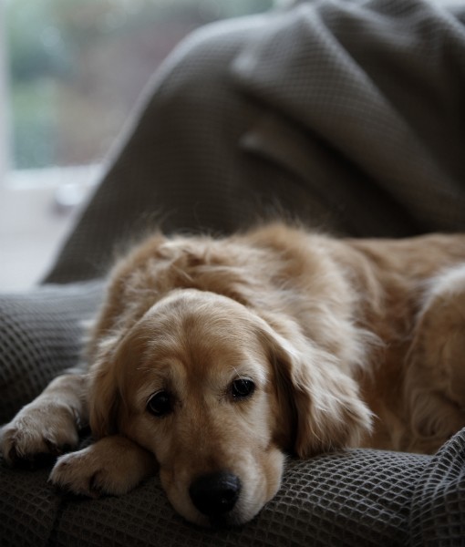 How to Know if Your Dog's Depressed