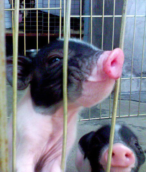 10 Tips For Owning a Teacup Pig