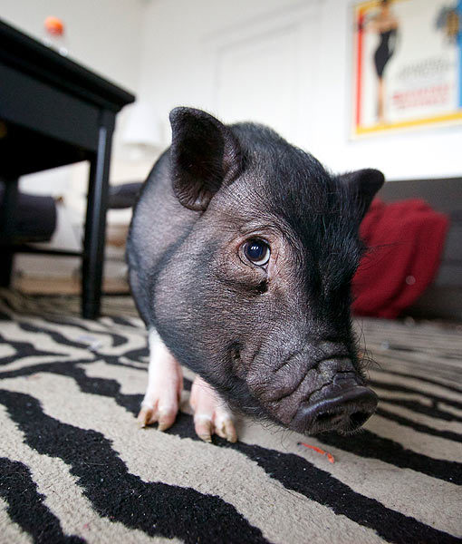 10 Tips For Owning a Teacup Pig