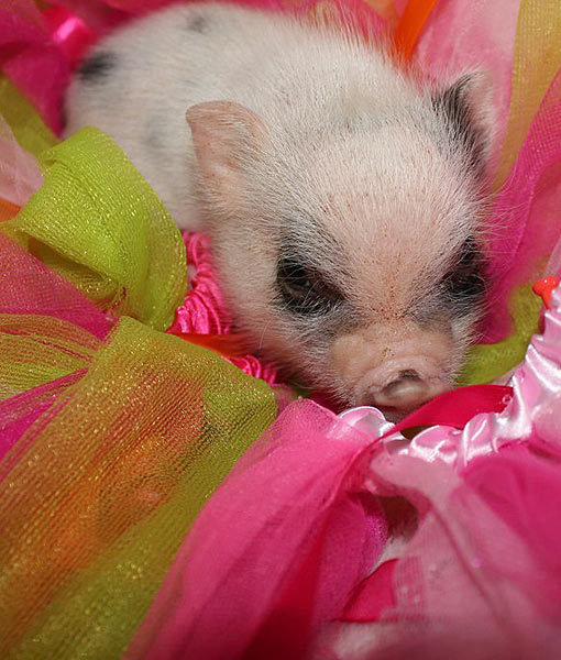 10 Tips For Owning a Teacup Pig