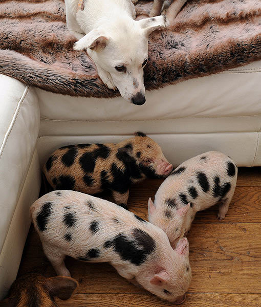 10 Tips For Owning a Teacup Pig