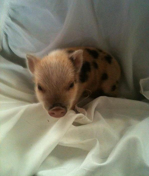 10 Tips For Owning a Teacup Pig
