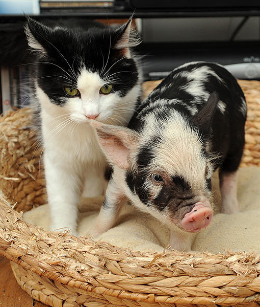 10 Tips For Owning a Teacup Pig