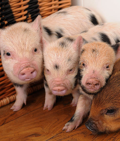 10 Tips For Owning a Teacup Pig