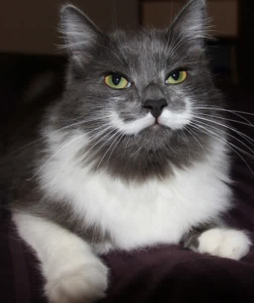 cats with mustaches and eyebrows