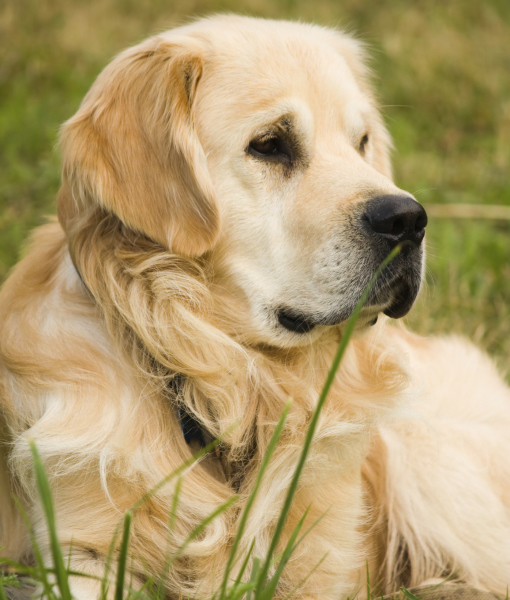 10 Cool Facts About Golden Retrievers 