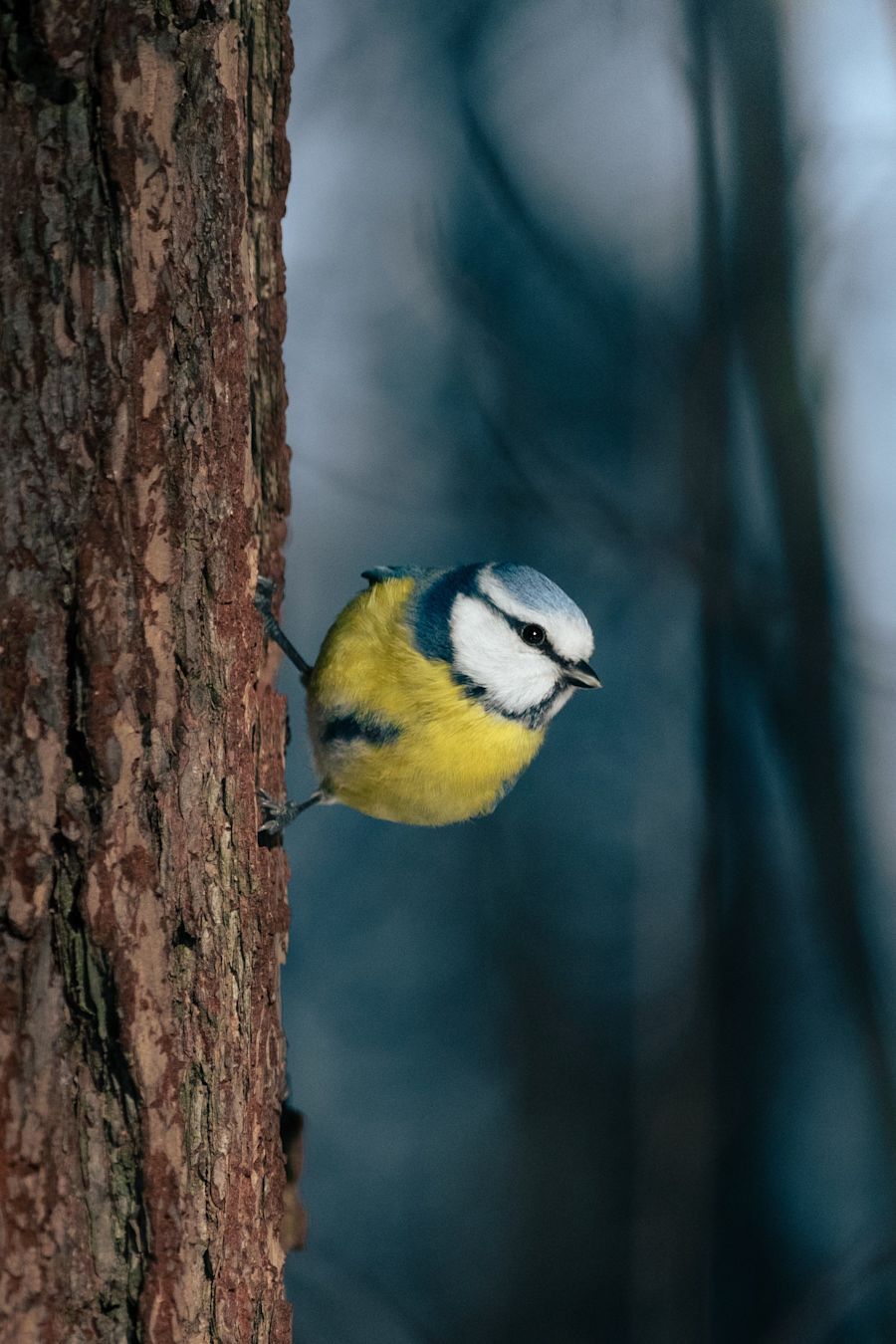 Sinitiainen kiinni puussa sivuttain